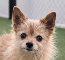 DUMPLING - Chihuahua available for adoption