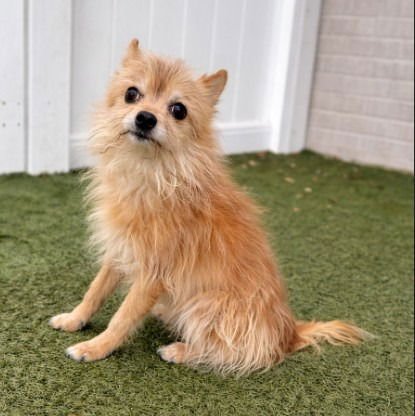 DUMPLING - Chihuahua available for adoption