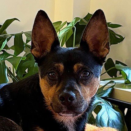 BELLA - Cattle Dog / Terrier available for adoption