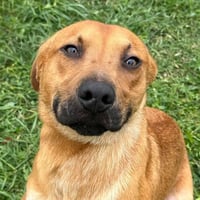 Bentley - Photo 1