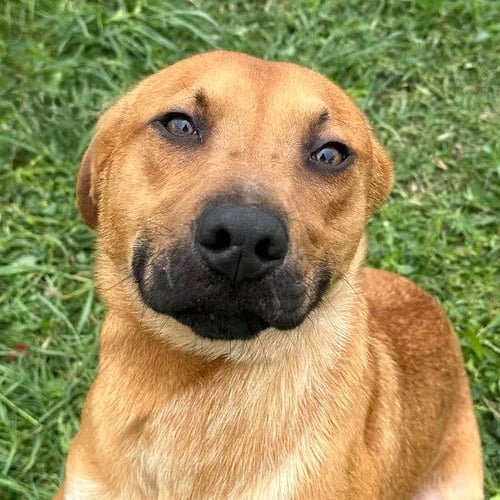 BENTLEY - Shepherd / Terrier available for adoption