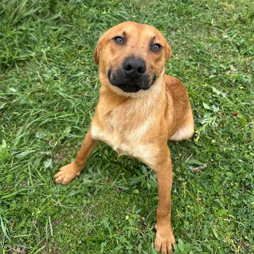BENTLEY - Shepherd / Terrier available for adoption