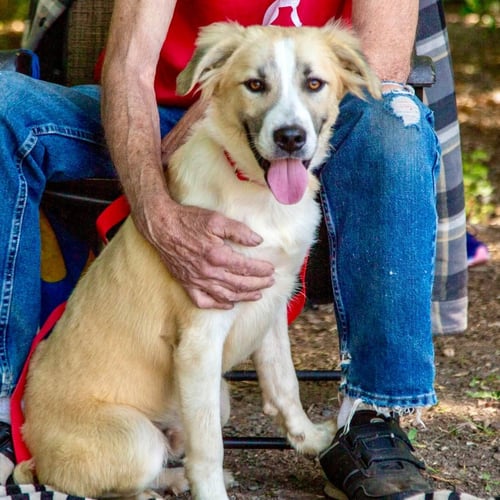 KOTA - Labrador Retriever / Terrier available for adoption