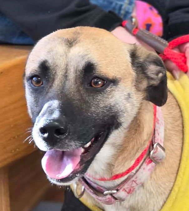 BELLA - Terrier available for adoption