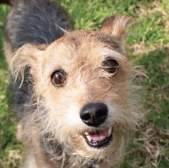 LAYLA - Yorkshire Terrier Yorkie / Terrier available for adoption