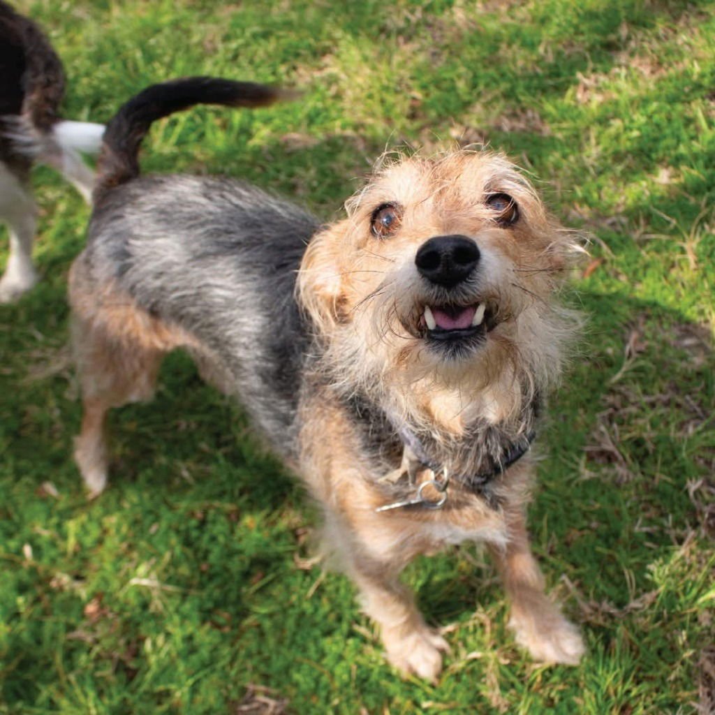 LAYLA - Yorkshire Terrier Yorkie / Terrier available for adoption