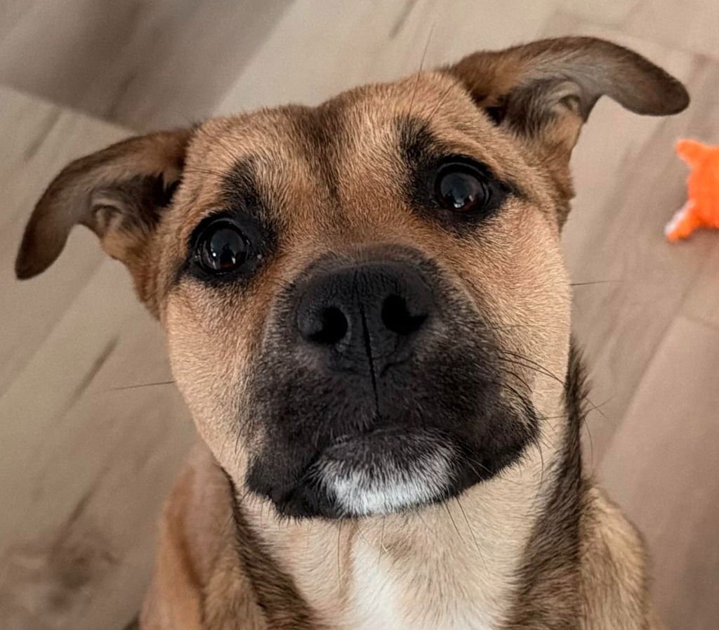 MAGGIE - Shepherd / Terrier available for adoption