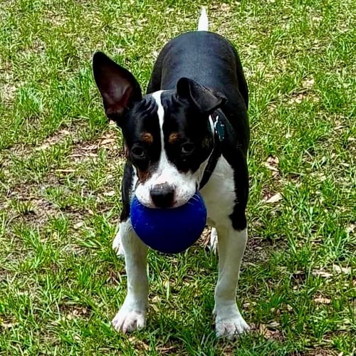DUCKY - Hound / Terrier available for adoption