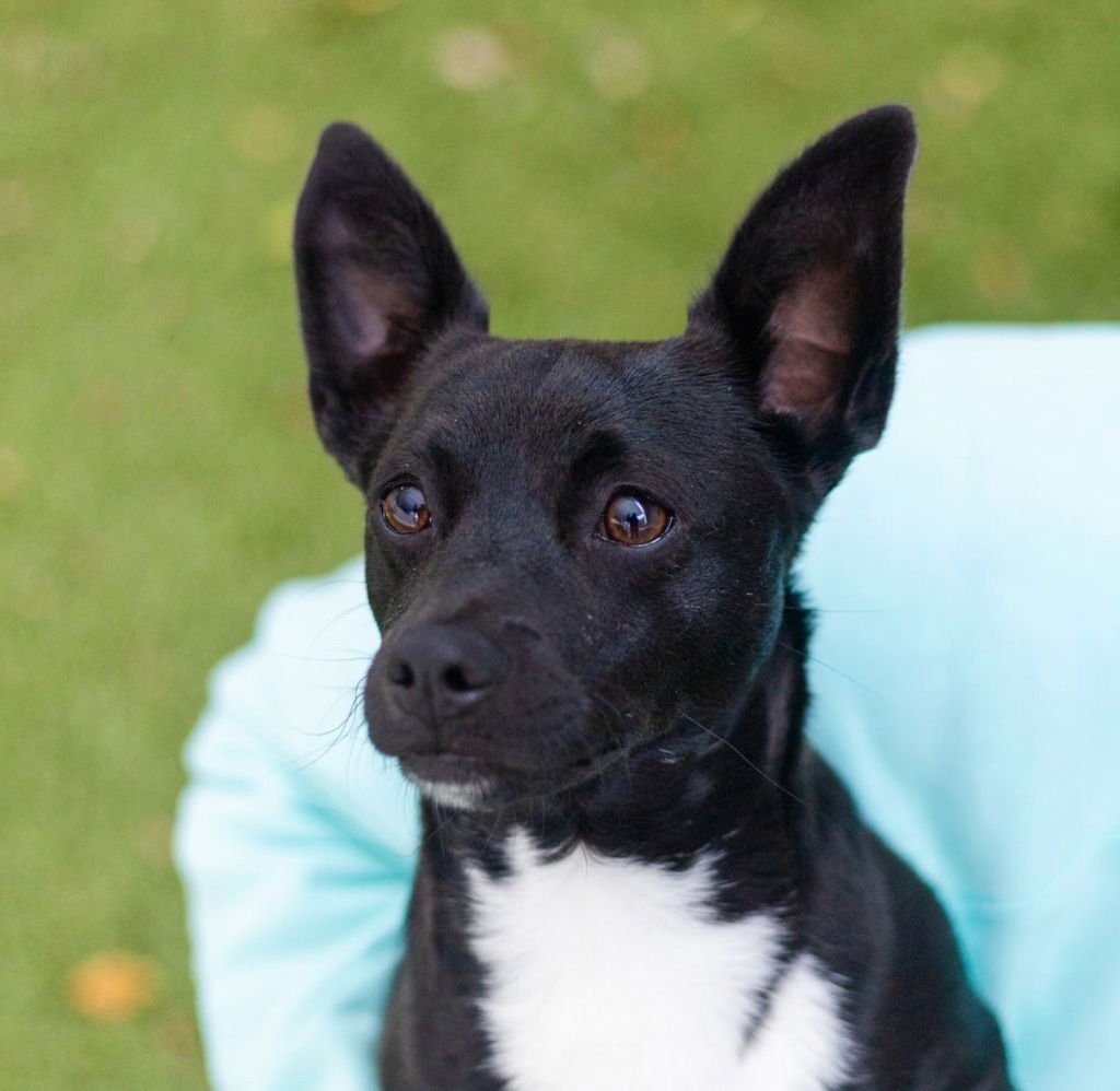 NIGEL - Dachshund / Terrier available for adoption