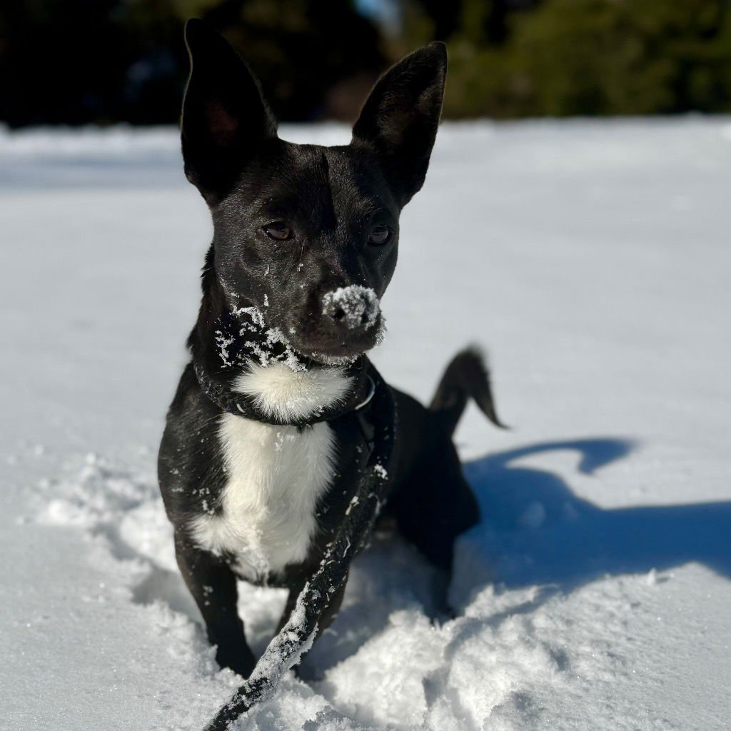 NIGEL - Dachshund / Terrier available for adoption