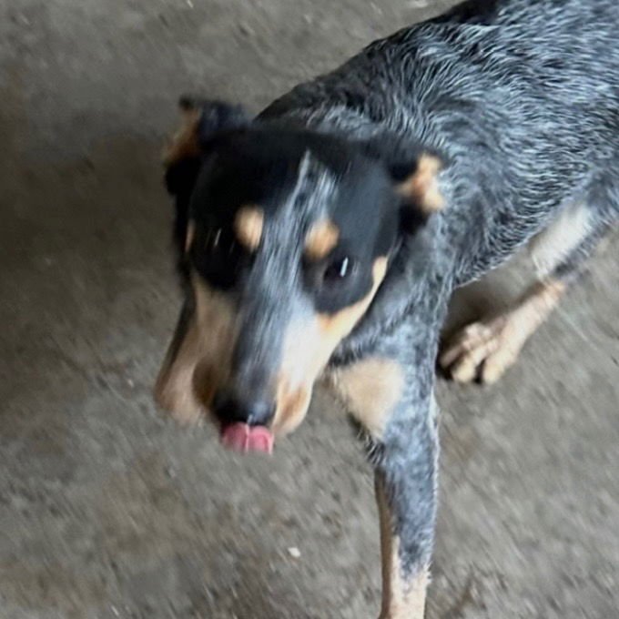 LAINEY - Australian Cattle Dog/Blue Heeler available for adoption