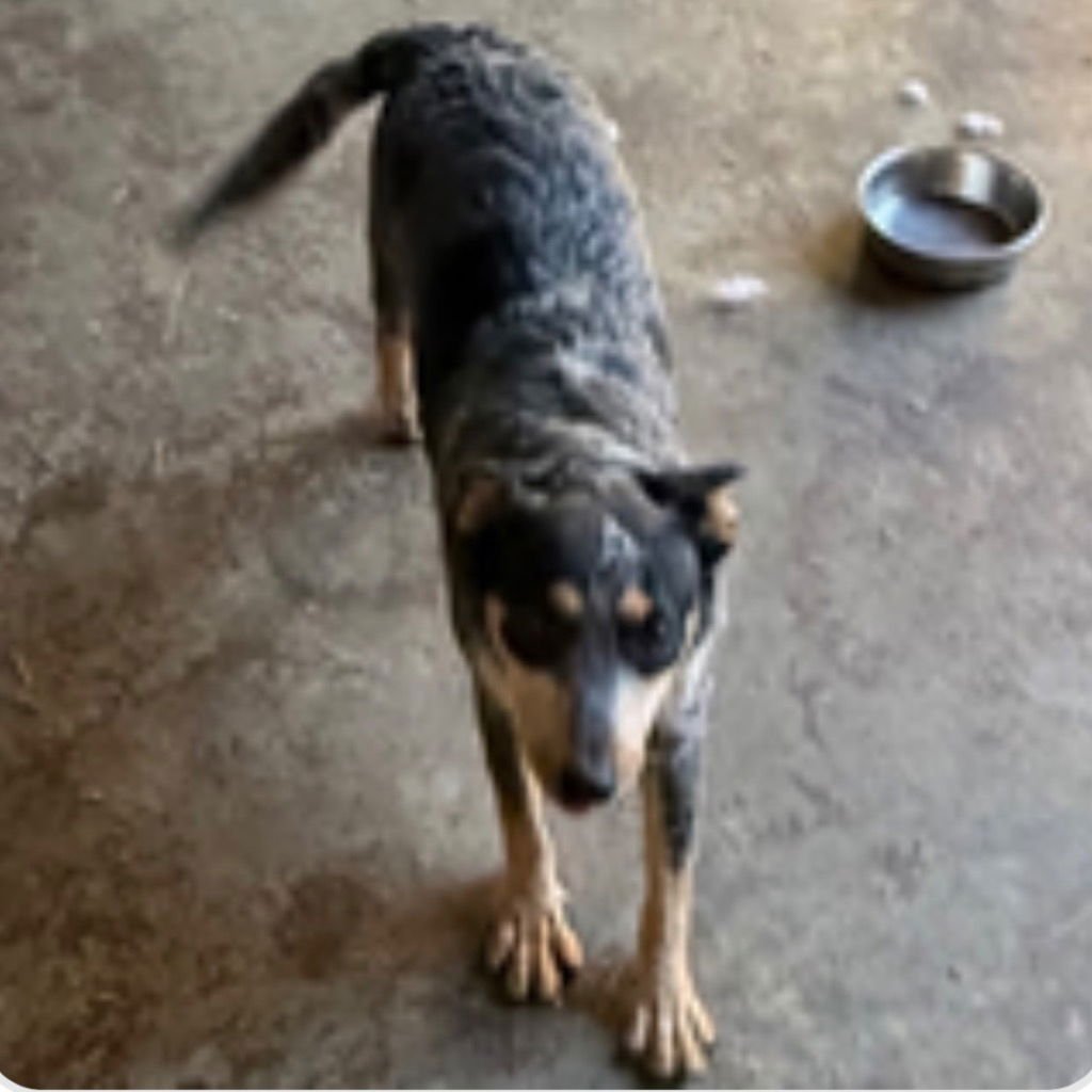 LAINEY - Australian Cattle Dog/Blue Heeler available for adoption