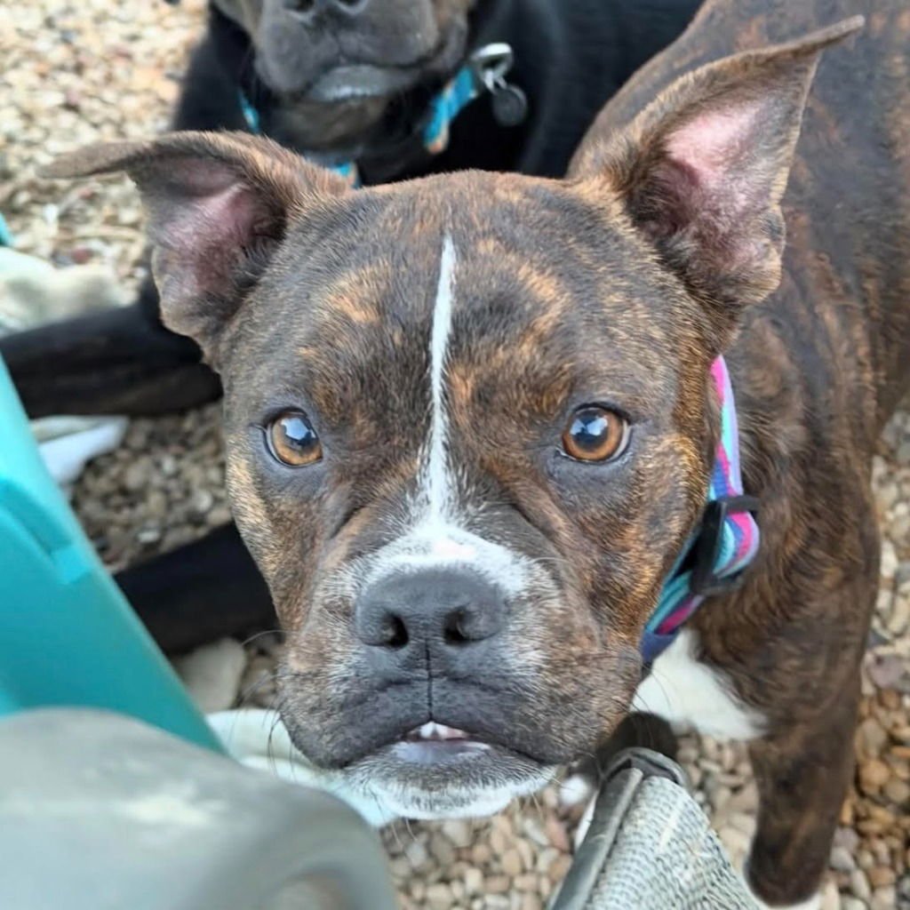 MAGGIE - Terrier available for adoption