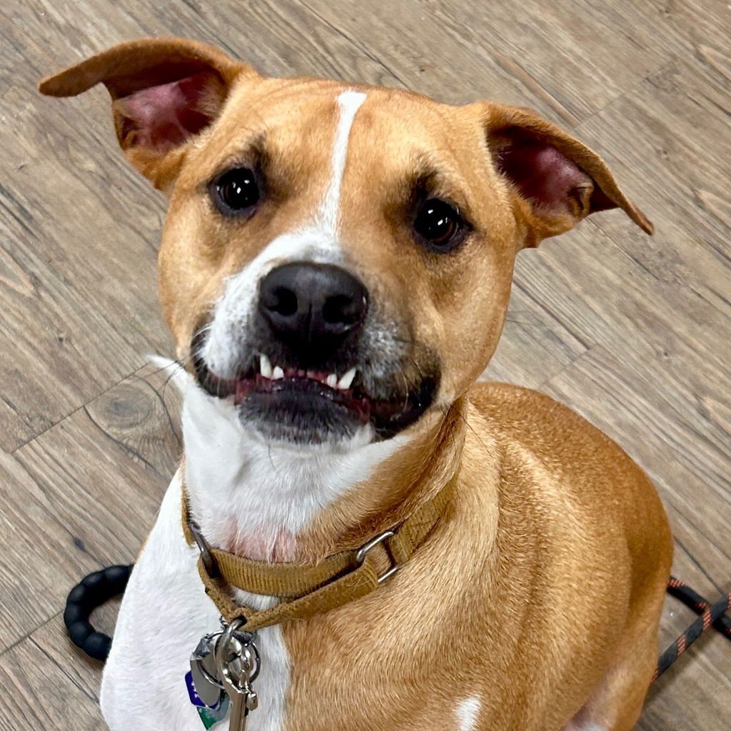 MAX - Terrier / Terrier available for adoption