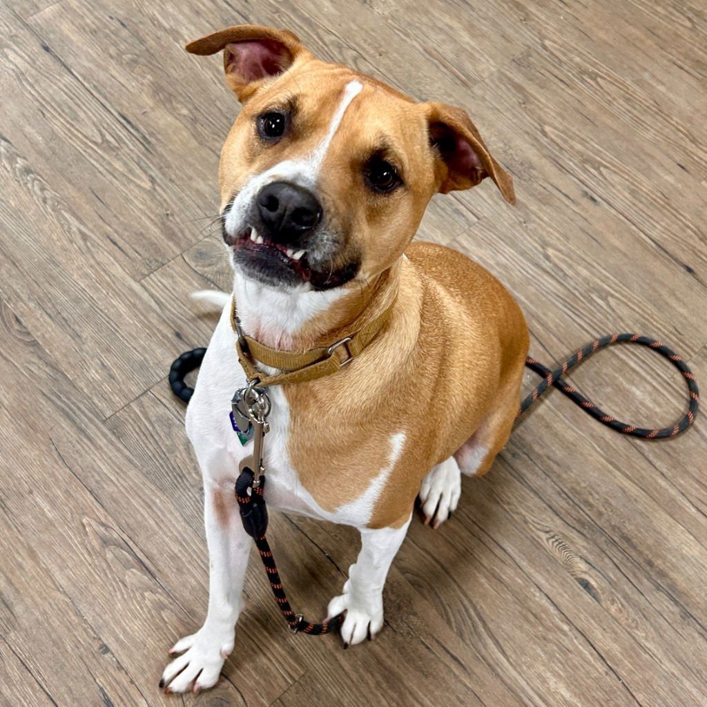 MAX - Terrier / Terrier available for adoption