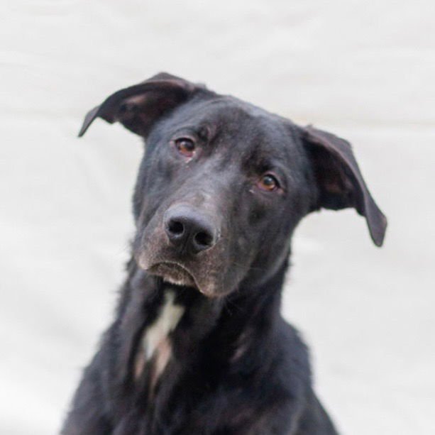 NUGGET - Labrador Retriever / Terrier available for adoption
