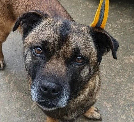 KYZER - Terrier available for adoption