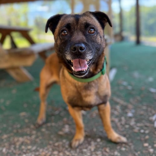 KYZER - Terrier available for adoption