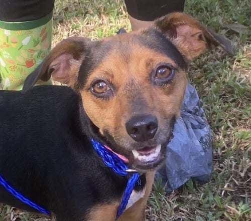 PENELOPE - Rat Terrier / Terrier available for adoption