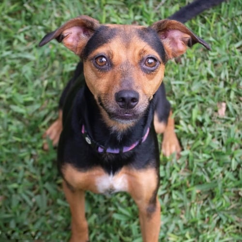 PENELOPE - Rat Terrier / Terrier available for adoption