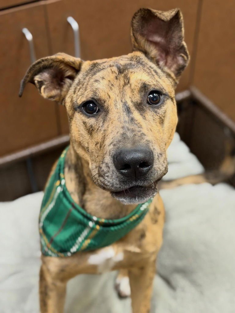 BOBO - Black Mouth Cur / Terrier available for adoption
