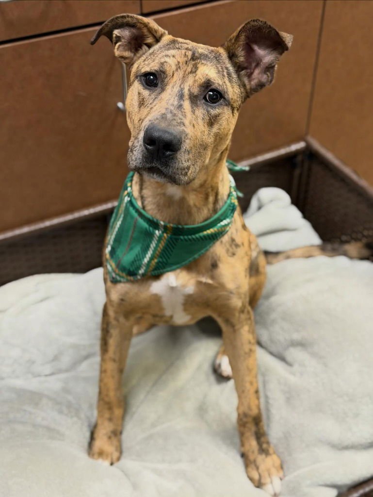 BOBO - Black Mouth Cur / Terrier available for adoption