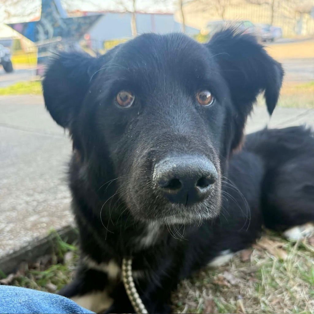 CARIO - Border Collie / Terrier available for adoption