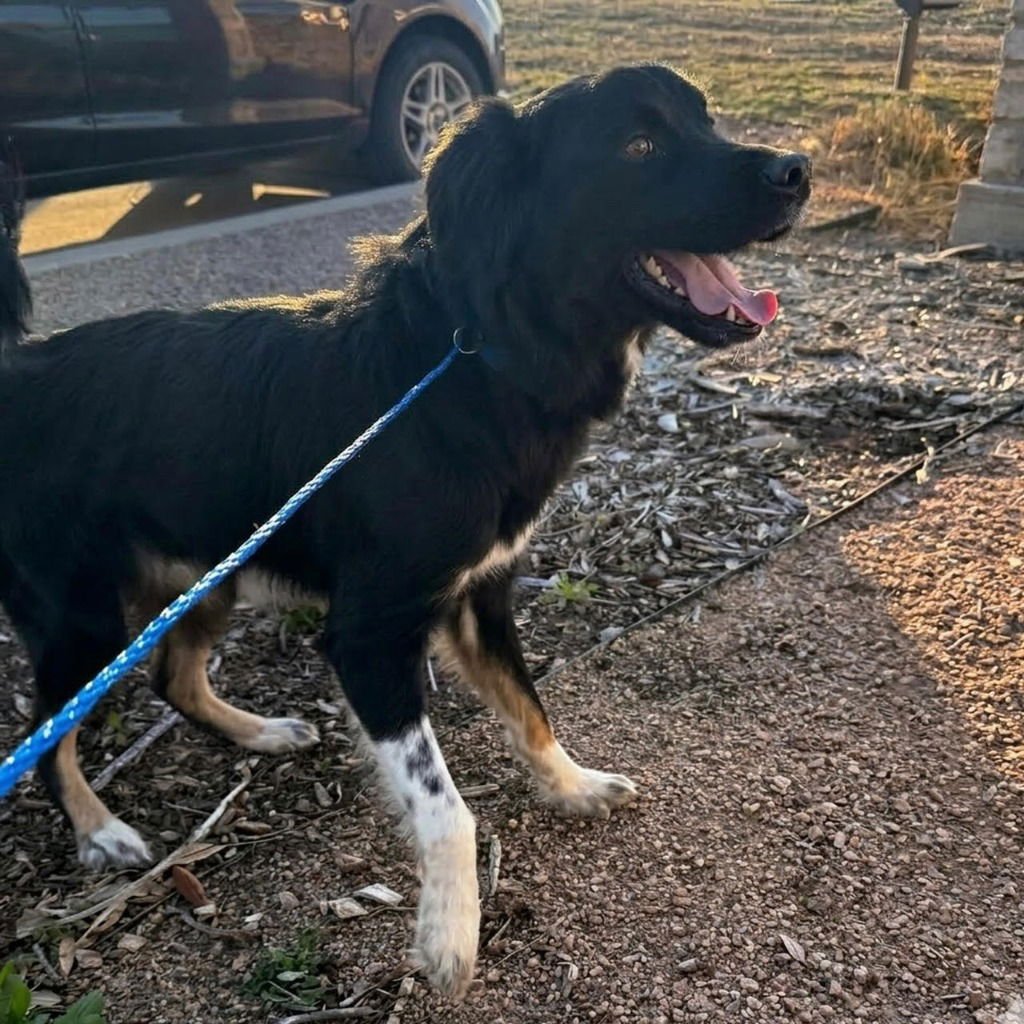CARIO - Border Collie / Terrier available for adoption