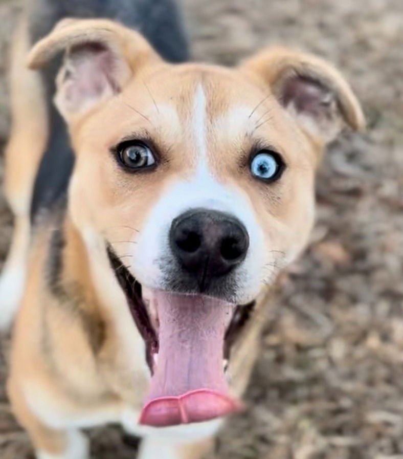 LARRY - Labrador Retriever / Terrier available for adoption