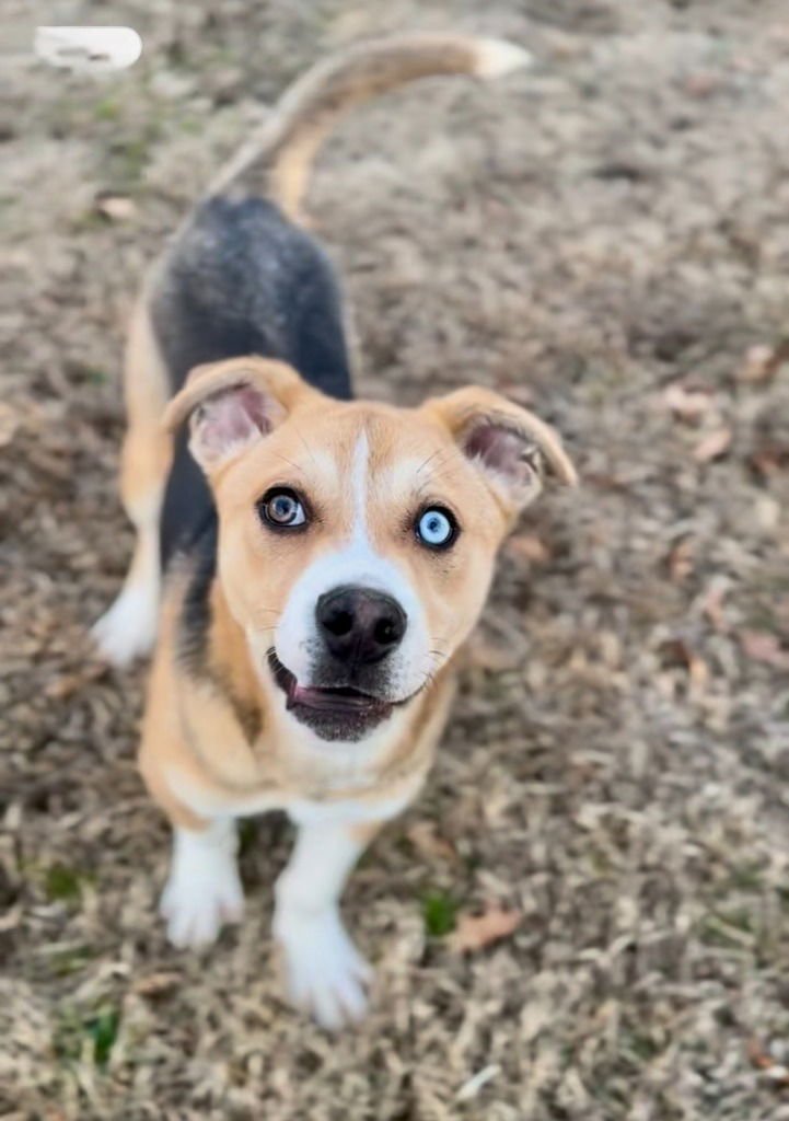 LARRY - Labrador Retriever / Terrier available for adoption