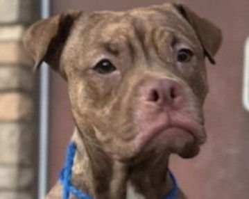 BUBBLES - Boxer / Pug available for adoption