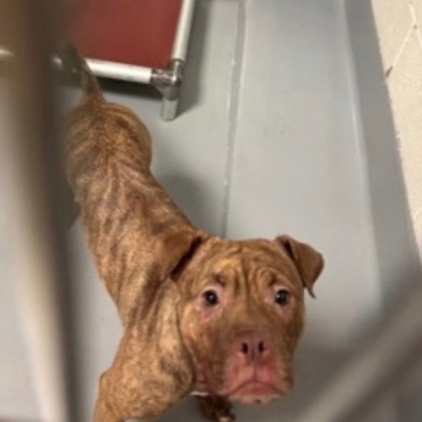 BUBBLES - Boxer / Pug available for adoption