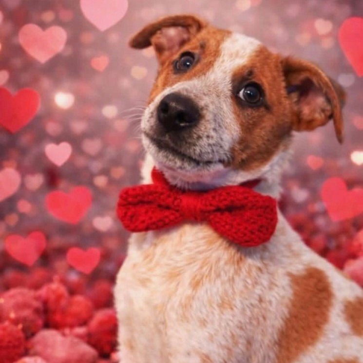 ENZO - Terrier / Terrier available for adoption