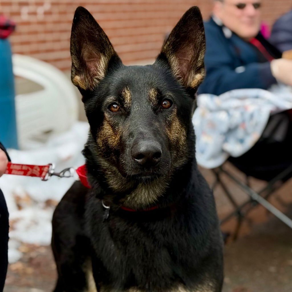 MONA - German Shepherd Dog / Terrier available for adoption