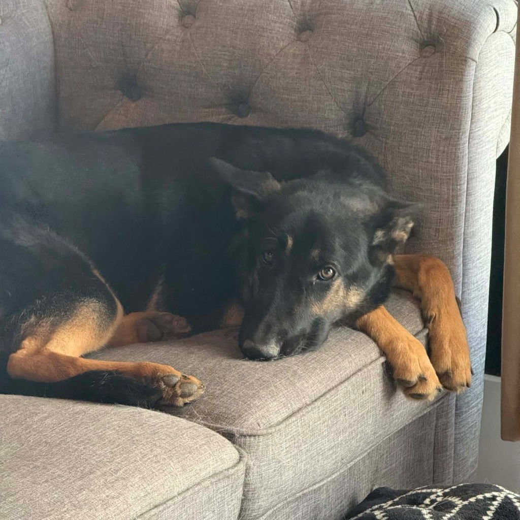 MONA - German Shepherd Dog / Terrier available for adoption