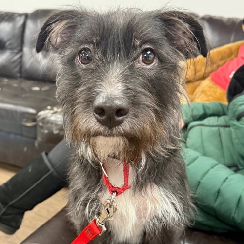 FERGIE - Terrier available for adoption