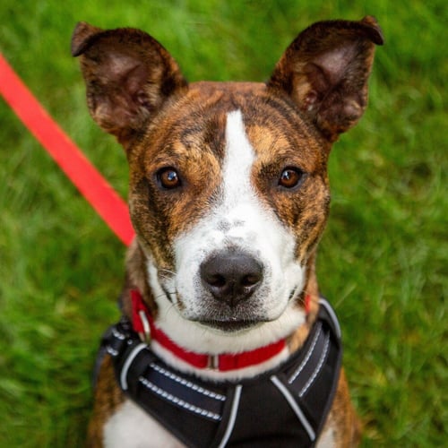 KIRBY - Basenji / Terrier available for adoption