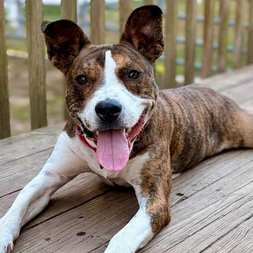 KIRBY - Basenji / Terrier available for adoption