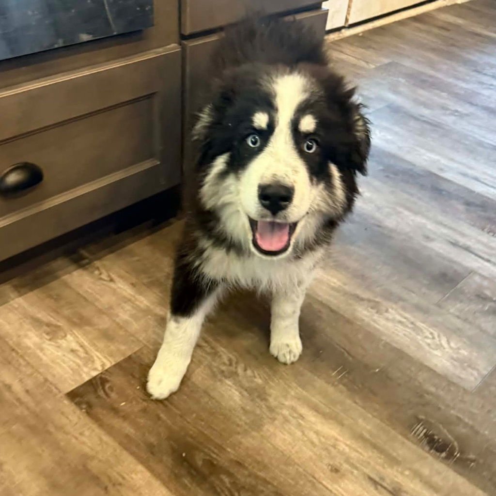 LYKOS - Husky / Terrier available for adoption