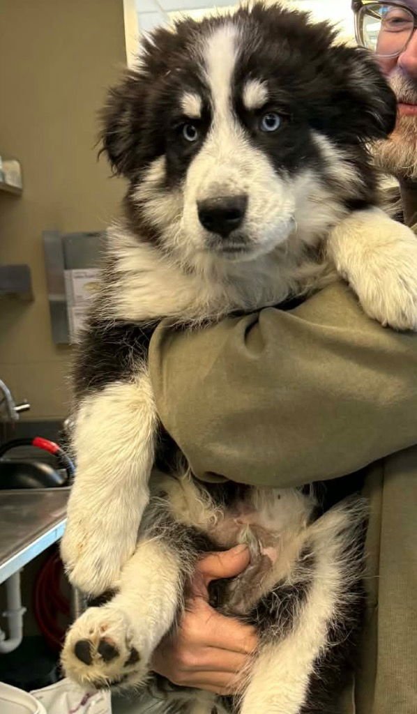 LYKOS - Husky / Terrier available for adoption