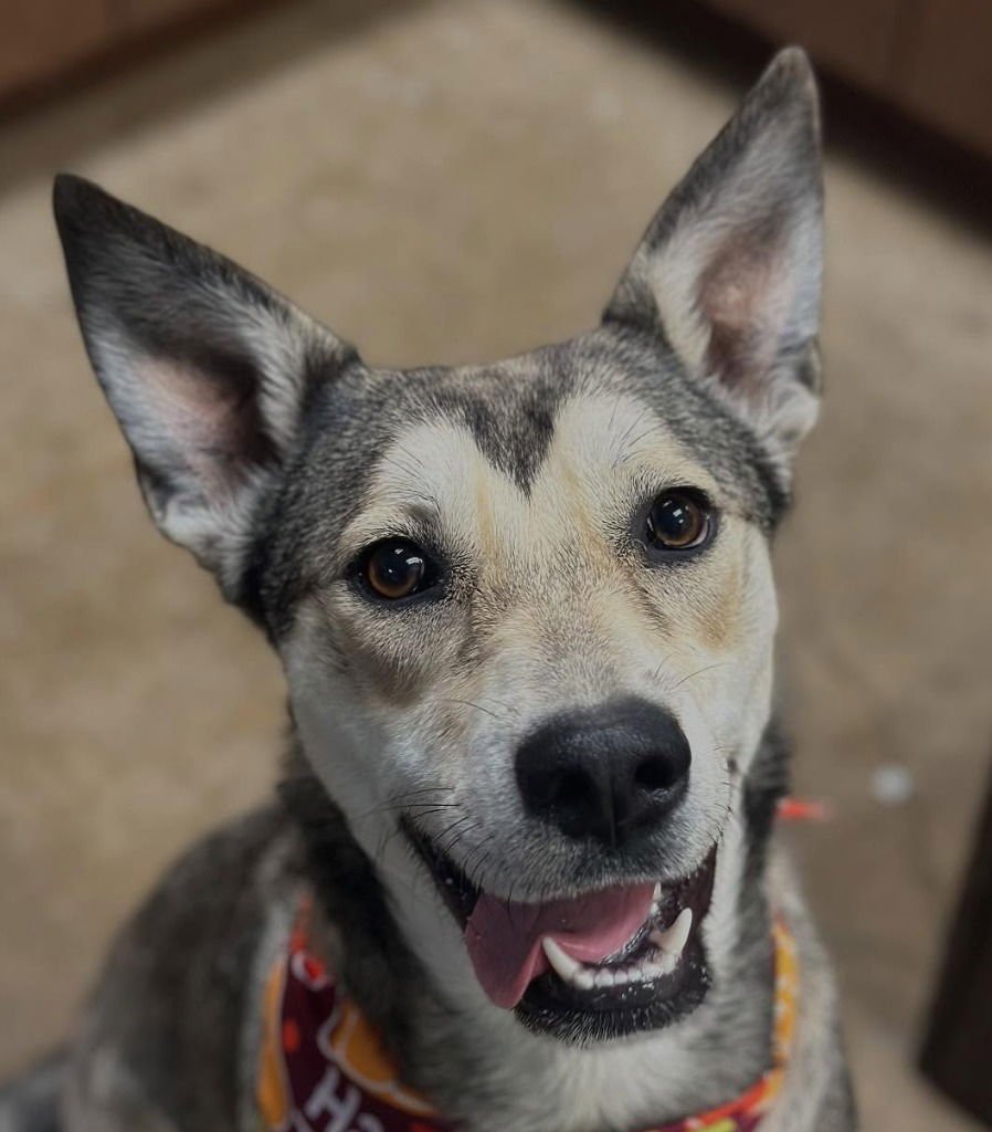 PRINCESSA - Shepherd / Husky available for adoption
