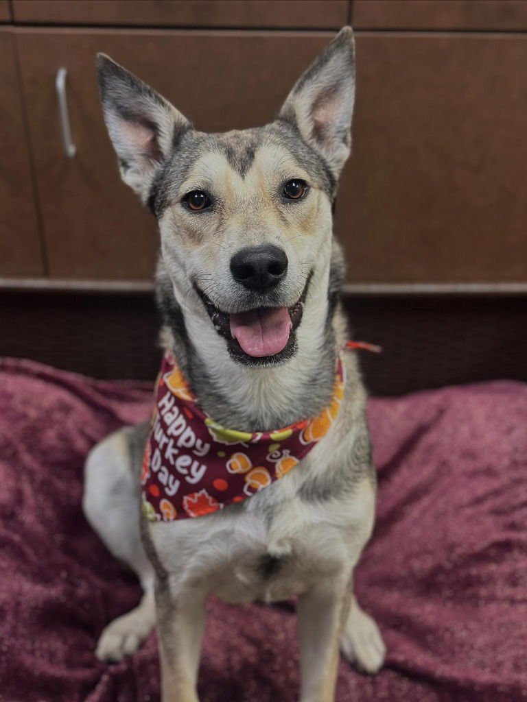 PRINCESSA - Shepherd / Husky available for adoption