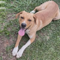 Daisy - Photo 2