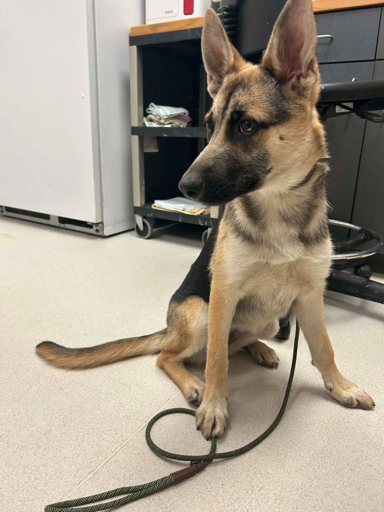 MISSY - German Shepherd Dog / Terrier available for adoption