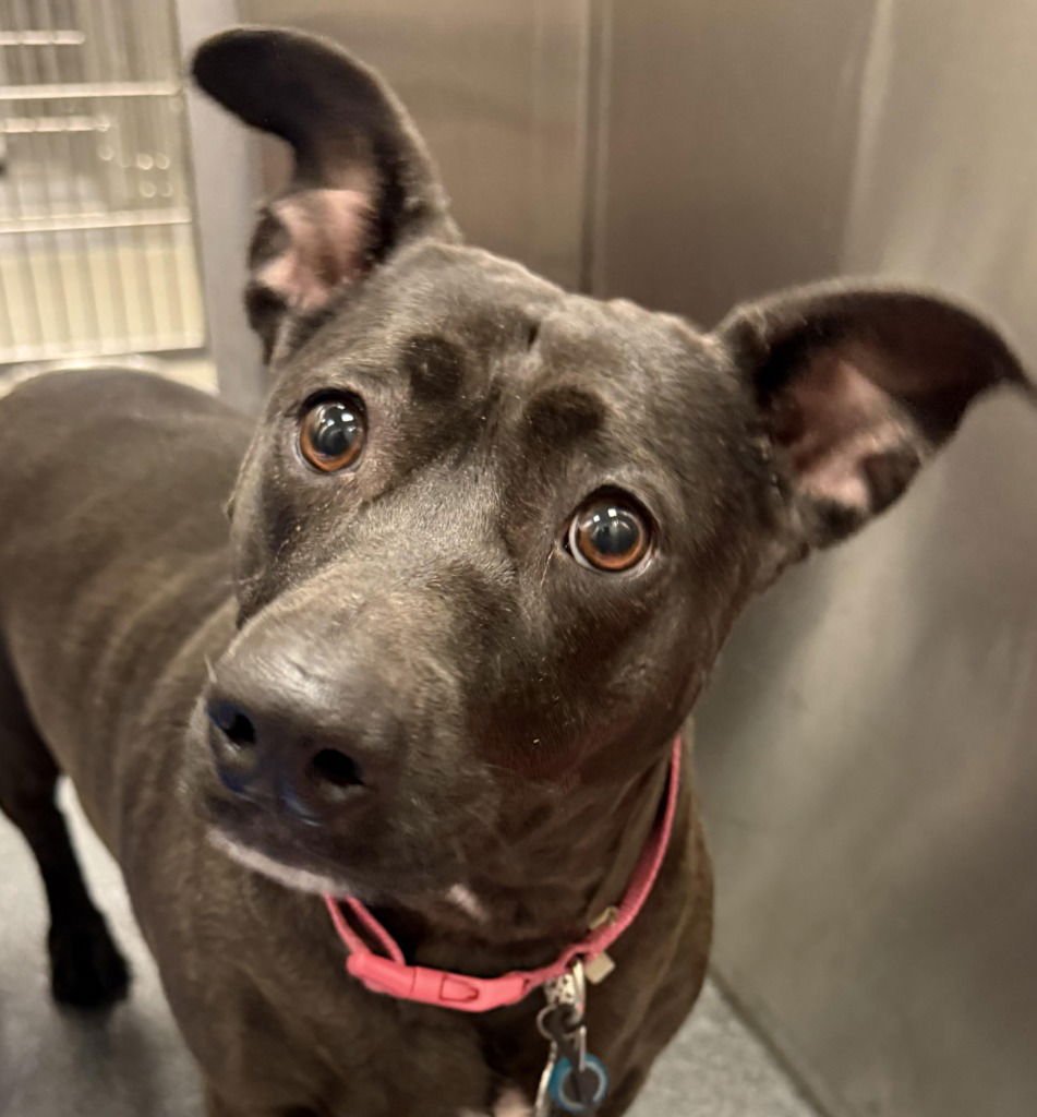 LILY - Terrier available for adoption