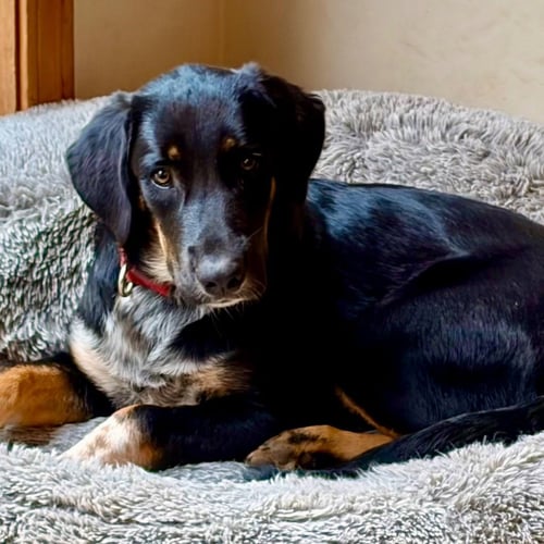 JOHNNY - Shepherd / Terrier available for adoption