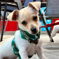 Dorito - Photo 1