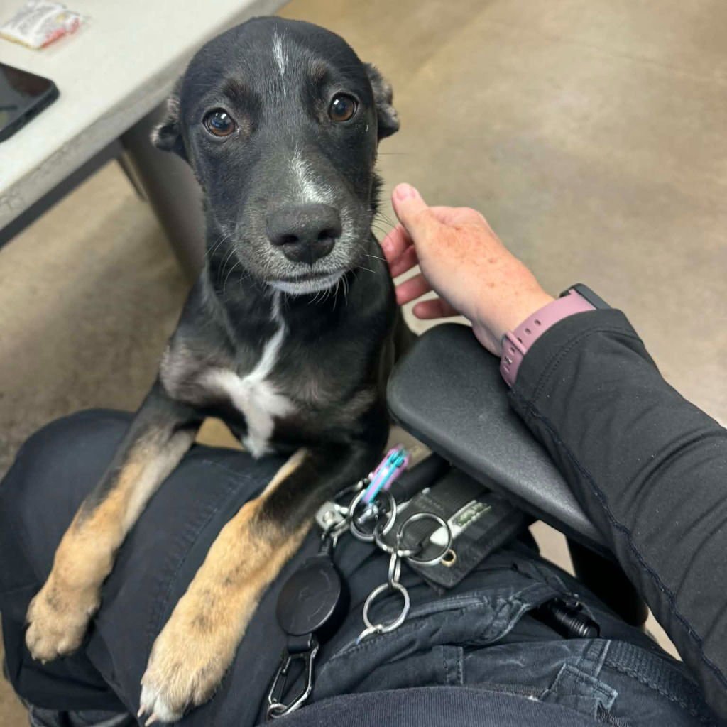 PROSECCO - Shepherd / Terrier available for adoption