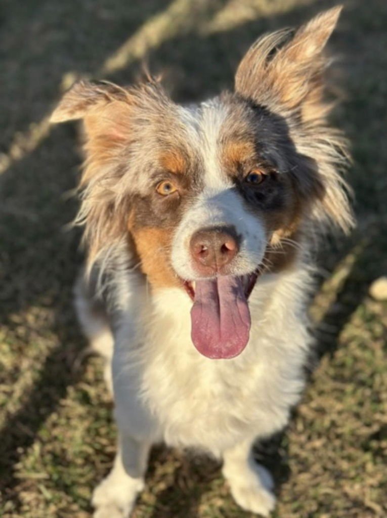 PUMPKIN SPICE - Australian Shepherd / Border Collie available for adoption