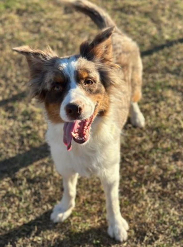 PUMPKIN SPICE - Australian Shepherd / Border Collie available for adoption